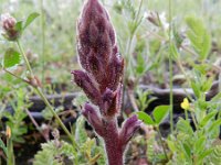 Orobanche minor 23, Klavervreter, Saxifraga-Rutger Barendse