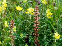 Orobanche minor 24, Klavervreter, Saxifraga-Bart Vastenhouw