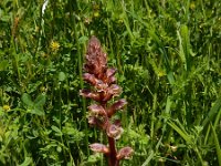 Orobanche minor 25, Klavervreter, Saxifraga-Peter Meininger