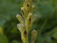 Orobanche minor 3, Klavervreter, Saxifraga-Willem van Kruijsbergen