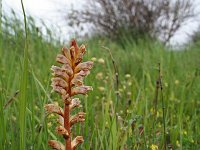 Orobanche minor 5, Klavervreter, Saxifraga-Jeroen Willemsen