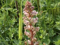 Orobanche minor 6, Klavervreter, Saxifraga-Peter Meininger