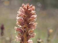 Orobanche minor 7, Klavervreter, Saxifraga-Mark Zekhuis