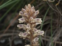 Orobanche minor 8, Klavervreter, Saxifraga-Willem van Kruijsbergen