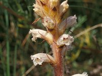 Orobanche picrides, Oxtongue Broomrape