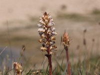 Orobanche picridis 2, Bitterkruidbremraap, Saxifraga-Peter Meininger