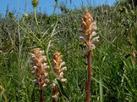 Orobanche picridis 10, Bitterkruidbremraap, Saxifraga-Ed Stikvoort