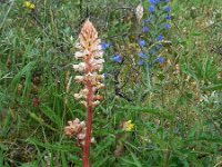 Orobanche picridis 12, Bitterkruidbremraap, Saxifraga-Ed Stikvoort