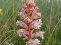 Orobanche picridis 14, Bitterkruidbremraap, Saxifraga-Ed Stikvoort