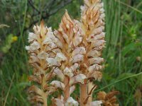 Orobanche picridis 7, Bitterkruidbremraap, Saxifraga-Ed Stikvoort