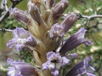 Orobanche ramosa, Hemp Broomrape