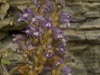 Orobanche ramosa 11, Hennepvreter, Saxifraga-Willem van Kruijsbergen