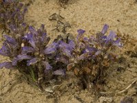 Orobanche ramosa 12, Hennepvreter, Saxifraga-Willem van Kruijsbergen