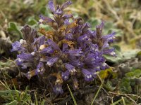 Orobanche ramosa 15, Hennepvreter, Saxifraga-Willem van Kruijsbergen