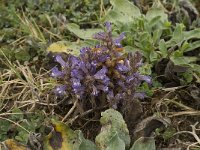 Orobanche ramosa 16, Hennepvreter, Saxifraga-Jan van der Straaten