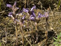 Orobanche ramosa 19, Hennepvreter, Saxifraga-Willem van Kruijsbergen