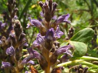 Orobanche ramosa 4, Hennepvreter, Saxifraga-Rutger Barendse