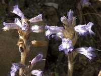 Orobanche ramosa 5, Hennepvreter, Saxifraga-Willem van Kruijsbergen