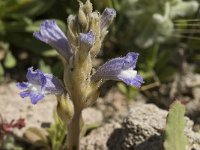 Orobanche ramosa 10, Hennepvreter, Saxifraga-Jan van der Straaten