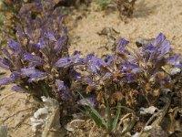 Orobanche ramosa 14, Hennepvreter, Saxifraga-Jan van der Straaten