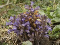 Orobanche ramosa 17, Hennepvreter, Saxifraga-Jan van der Straaten