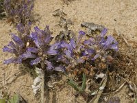 Orobanche ramosa 18, Hennepvreter, Saxifraga-Jan van der Straaten