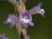 Orobanche ramosa 2, Hennepvreter, Saxifraga-Jan van der Straaten