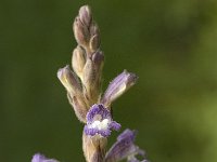 Orobanche ramosa 3, Hennepvreter, Saxifraga-Jan van der Straaten