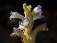 Orobanche ramosa 6, Hennepvreter, Saxifraga-Willem van Kruijsbergen