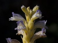 Orobanche ramosa 7, Hennepvreter, Saxifraga-Willem van Kruijsbergen