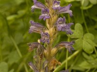 Orobanche ramosa 8, Hennepvreter, Saxifraga-Willem van Kruijsbergen