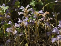 Orobanche ramosa 9, Hennepvreter, Saxifraga-Willem van Kruijsbergen