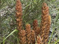 Orobanche rapum-genistae 15, Grote bremraap, Saxifraga-Willem van Kruijsbergen