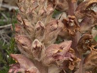 Orobanche rapum-genistae 17, Grote bremraap, Saxifraga-Willem van Kruijsbergen