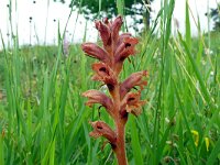 Orobanche teucrii 2, Gamanderbremraap, Saxifraga-Hans Grotenhuis