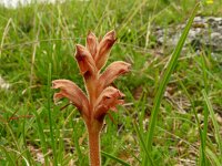 Orobanche teucrii 3, Gamanderbremraap, Saxifraga-Hans Grotenhuis