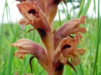 Orobanche teucrii 5, Gamanderbremraap, Saxifraga-Hans Grotenhuis