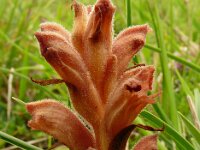 Orobanche teucrii 6, Gamanderbremraap, Saxifraga-Hans Grotenhuis