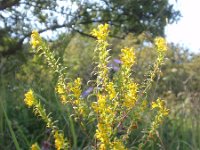 Orthantha lutea 2, Saxifraga-Jan Willem Jongepier