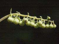 Orthilia secunda, Serrated Wintergreen