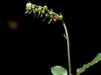 Orthilia secunda 3, Eenzijdig wintergroen, Saxifraga-Marijke Verhagen