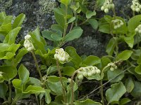 Orthilia secunda 4, Eenzijdig wintergroen, Saxifraga-Willem van Kruijsbergen