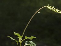 Orthilia secunda 2, Eenzijdig wintergroen, Saxifraga-Marijke Verhagen