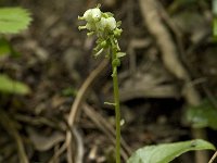 Orthilia secunda 5, Eenzijdig wintergroen, Saxifraga-Willem van Kruijsbergen