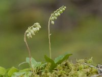 Orthilia secunda 12, Eenzijdig wintergroen, Saxifraga-Luuk Vermeer