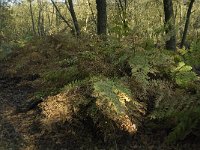 Osmunda regalis, Royal Fern