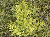 Osmunda regalis 55, Koningsvaren, Saxifraga-Willem van Kruijsbergen