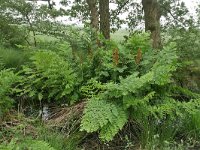 Osmunda regalis 58, Koningsvaren, Saxifraga-Tom Heijnen