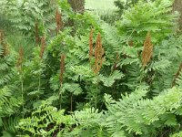 Osmunda regalis 59, Koningsvaren, Saxifraga-Tom Heijnen