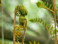 Osmunda regalis 60, Koningsvaren, Saxifraga-Tom Heijnen